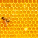 Accueil abeille organisation