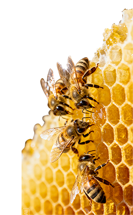 construction abeilles