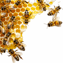 organisation abeilles